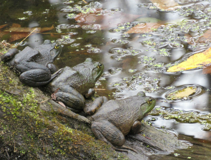 American Bullfrogs